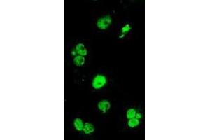 Anti-ERCC1 mouse monoclonal antibody (ABIN2455548) immunofluorescent staining of COS7 cells transiently transfected by pCMV6-ENTRY ERCC1 (RC200478). (ERCC1 Antikörper)