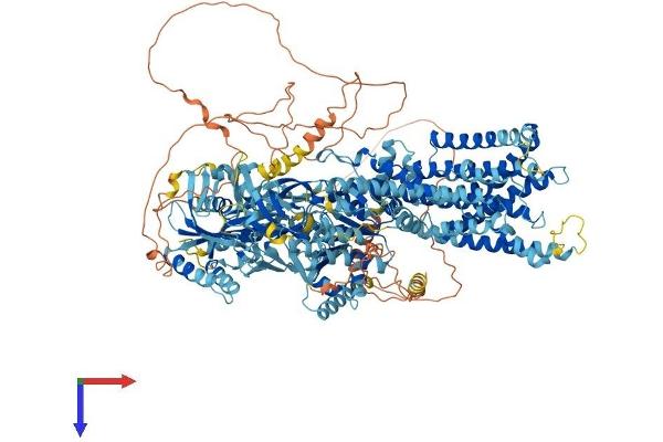 ATP10D Protein (AA 1-1416) (His tag)