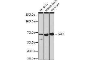 Western blot analysis of extracts of various cell lines, using P Rabbit mAb (ABIN7269161) at 1:1000 dilution. (PAK3 Antikörper)