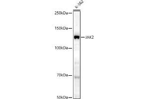 Western blot analysis of extracts of K-562 cells, using J antibody (ABIN7268040) at 1:1000 dilution. (JAK2 Antikörper)