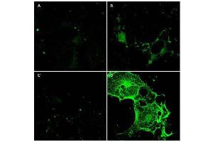 Immunofluorescence Microscopy using  Protein A purified anti-CD97 antibody shows staining of Fc-CD97-(5EGF) (panel D) in transfected COS cells. (CD97 Antikörper  (AA 1-512))