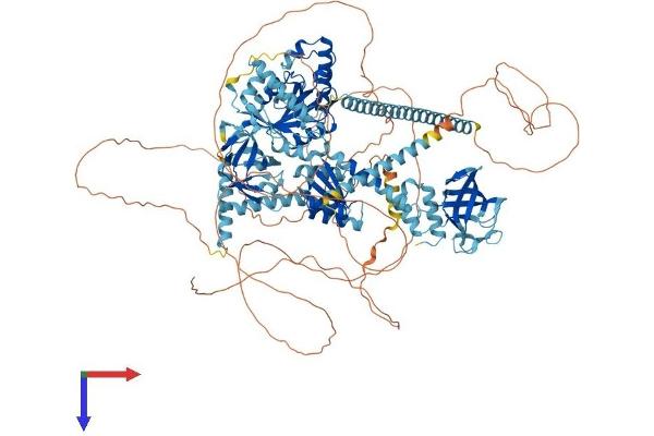 EIF5B Protein (AA 1-1216) (His tag)