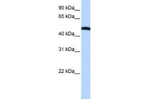 Western Blotting (WB) image for anti-Eukaryotic Translation Initiation Factor 2, Subunit 2 Beta, 38kDa (EIF2S2) (N-Term) antibody (ABIN2778877)