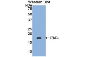 Western Blotting (WB) image for anti-ADAM Metallopeptidase with Thrombospondin Type 1 Motif, 2 (Adamts2) (AA 474-610) antibody (ABIN1077725) (Adamts2 Antikörper  (AA 474-610))
