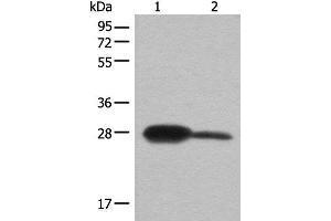 Western blot analysis of Mouse kidney tissue and A172 cell lysates using BDH2 Polyclonal Antibody at dilution of 1:600