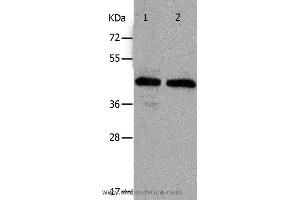 Western blot analysis of Hela and A549 cell, using PAWR Polyclonal Antibody at dilution of 1:400 (PAWR Antikörper)