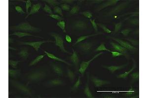 Immunofluorescence (IF) image for anti-Heat Shock Factor Protein 1 (HSF1) (AA 256-359) antibody (ABIN947995)