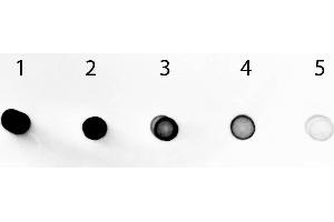 Dot Blot (DB) image for Goat anti-Human IgA (Heavy Chain) antibody (Alkaline Phosphatase (AP)) - Preadsorbed (ABIN100716)