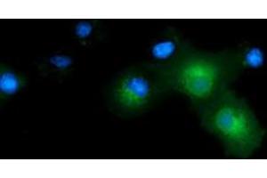 Anti-CD80 mouse monoclonal antibody (ABIN2452896) immunofluorescent staining of COS7 cells transiently transfected by pCMV6-ENTRY CD80 (RC206540). (CD80 Antikörper)
