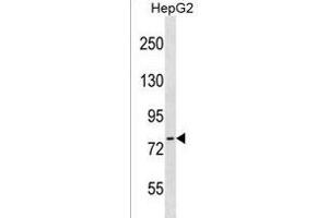 CTEN Antibody (N-term) (ABIN1539033 and ABIN2849943) western blot analysis in HepG2 cell line lysates (35 μg/lane). (Tensin 4 Antikörper  (N-Term))