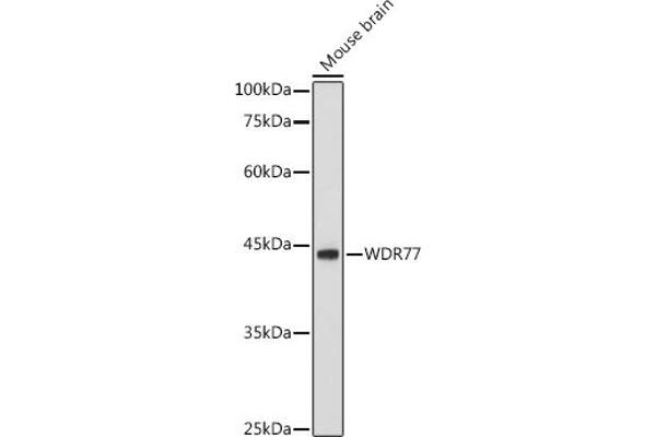 WDR77 Antikörper  (AA 1-260)