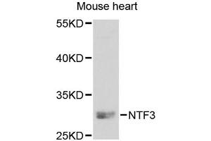 Western blot analysis of extracts of mouse heart, using NTF3 antibody. (Neurotrophin 3 Antikörper)