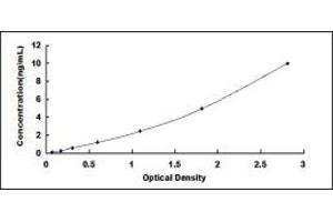 Transformer 2 beta Homolog (TRA2B) ELISA Kit