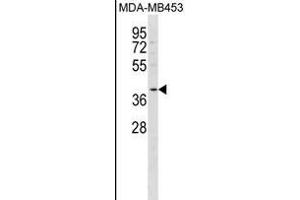 FFAR2 Antibody (C-term) (ABIN1537053 and ABIN2850053) western blot analysis in MDA-M cell line lysates (35 μg/lane).