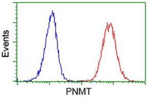 Image no. 2 for anti-Phenylethanolamine N-Methyltransferase (PNMT) antibody (ABIN1500308) (PNMT Antikörper)