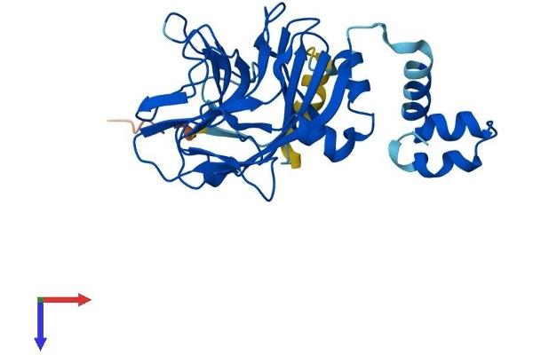 SPSB1 Protein (AA 1-273) (His tag)