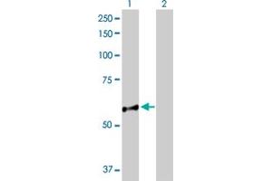 Western Blot analysis of NUP98 expression in transfected 293T cell line by NUP98 MaxPab polyclonal antibody.