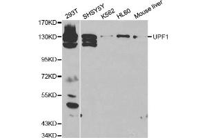 Western blot analysis of extracts of various cell lines, using UPF1 antibody. (RENT1/UPF1 Antikörper)
