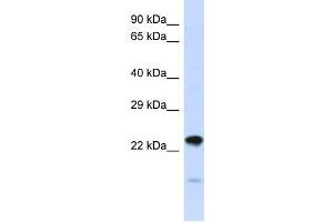 Host:  Rabbit  Target Name:  NIPSNAP3A  Sample Type:  HepG2 Whole Cell lysates  Antibody Dilution:  1. (NIPSNAP3A Antikörper  (N-Term))