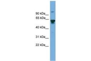 Image no. 1 for anti-Bridging Integrator 2 (BIN2) (AA 359-408) antibody (ABIN6745623) (BIN2 Antikörper  (AA 359-408))