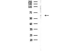 anti-Zinc Finger Protein 426 (ZNF426) (Internal Region) antibody