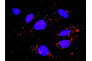 Proximity Ligation Assay (PLA) image for anti-Fc Fragment of IgG, High Affinity Ia, Receptor (CD64) (FCGR1A) (AA 16-115) antibody (ABIN515560)