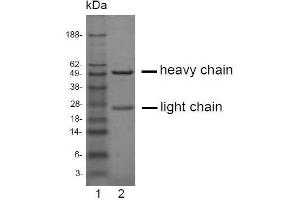 SDS-PAGE (SDS) image for anti-EPH Receptor A2 (EPHA2) antibody (ABIN179724)