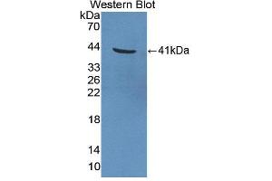 Figure. (GAL4 Antikörper  (AA 1-332))