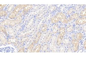 Detection of LZM in Bovine Kidney Tissue using Polyclonal Antibody to Lysozyme (LZM) (LYZ Antikörper  (AA 18-147))