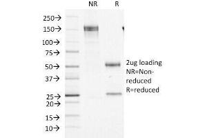SDS-PAGE Analysis of Purified, BSA-Free Factor XIIIa Antibody (clone F13A1/1448). (F13A1 Antikörper  (AA 46-181))