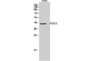 Western Blotting (WB) image for anti-PDLIM1 Interacting Kinase 1 Like (PDIK1L) (Internal Region) antibody (ABIN3186373) (PDIK1L Antikörper  (Internal Region))