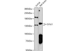 Western blot analysis of extracts of various cell lines, using SYNJ1 antibody (ABIN7270666) at 1:1000 dilution. (Synaptojanin 1 Antikörper  (AA 100-200))
