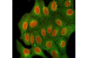 IF analysis of FEN1 using anti-FEN1 antibody (ABIN7601617) and anti-Beta Tubulin antibody (ABIN7602743). (FEN1 Antikörper  (AA 4-300))