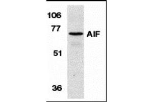 Western blot analysis of AIF in K562 cell lysate with AIF antibody at 1 µg/mL. (AIF Antikörper  (N-Term))