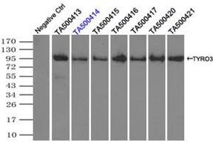 Image no. 2 for anti-TYRO3 Protein Tyrosine Kinase (TYRO3) antibody (ABIN1501605) (TYRO3 Antikörper)