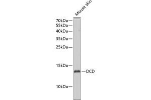 Western blot analysis of extracts of mouse skin, using DCD antibody (ABIN6127745, ABIN6139436, ABIN6139437 and ABIN6223106) at 1:1000 dilution. (Dermcidin Antikörper  (AA 20-110))