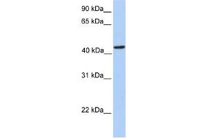 WB Suggested Anti-PAICS Antibody Titration:  0. (PAICS Antikörper  (N-Term))