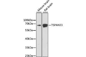 Western blot analysis of extracts of various cell lines, using TSP antibody (ABIN6129687, ABIN6149634, ABIN6220872 and ABIN6220873) at 1:1000 dilution. (TSPAN33 Antikörper  (C-Term))