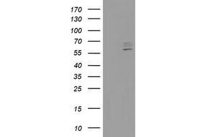 Image no. 2 for anti-Cytochrome P450, Family 2, Subfamily J, Polypeptide 2 (CYP2J2) antibody (ABIN1497733) (CYP2J2 Antikörper)