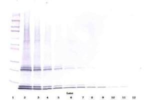 Image no. 2 for anti-Interleukin 15 (IL15) antibody (ABIN465268) (IL-15 Antikörper)