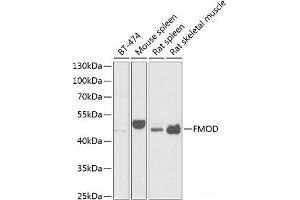 Western blot analysis of extracts of various cell lines using FMOD Polyclonal Antibody at dilution of 1:1000. (Fibromodulin Antikörper)