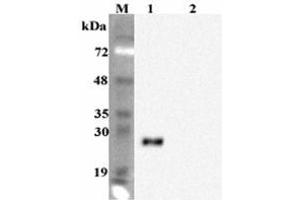 Western blot analysis using anti-FGF-19 (human), mAb (FG98-6)  at 1:2000 dilution. (FGF19 Antikörper)