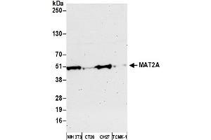 Western Blotting (WB) image for anti-Methionine Adenosyltransferase II, alpha (MAT2A) (AA 1-50) antibody (ABIN7452566) (MAT2A Antikörper  (AA 1-50))