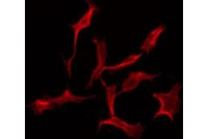 ABIN6274609 staining NIH-3T3 by IF/ICC. (CADM3 Antikörper  (Internal Region))