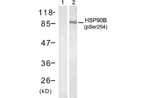 Western blot analysis of extract from HT29 cells treated with anisomycin (500ng/ml, 30min), using HSP90B (Phospho-Ser254) antibody (E011196, Lane 1 and2). (HSP90AB1 Antikörper  (pSer254))