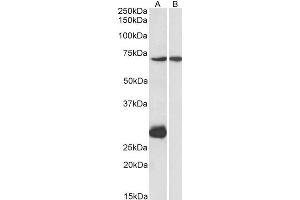 ABIN571078 (1µg/ml) staining of Mouse Heart (A) and Liver (B) lysate (35µg protein in RIPA buffer).