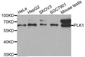 Western blot analysis of extracts of various cell lines, using PLK1 antibody. (PLK1 Antikörper  (AA 304-603))