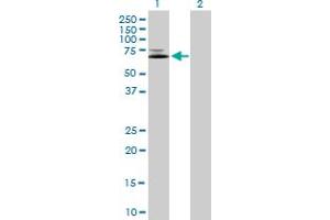Western Blot analysis of IFNGR1 expression in transfected 293T cell line by IFNGR1 MaxPab polyclonal antibody.