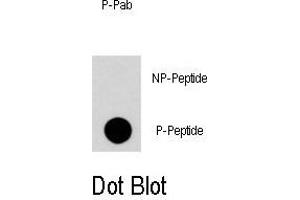 Dot blot analysis of Phospho-RGS19-S24 Antibody (ABIN389781 and ABIN2839690) on nitrocellulose membrane. (RGS19 Antikörper  (pSer24))