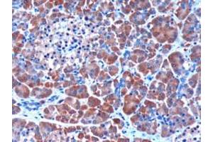 ABIN185374 (3µg/ml) staining of paraffin embedded Human Pancreas. (SERPINI2 Antikörper  (Internal Region))